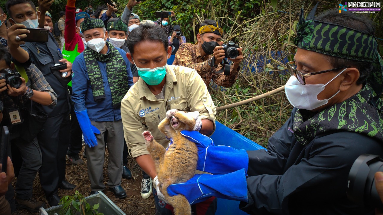 12 Ekor Kukang Jawa Dilepasliarkan  Bupati Ciamis Di Cagar Alam Nusa Gede Panjalu