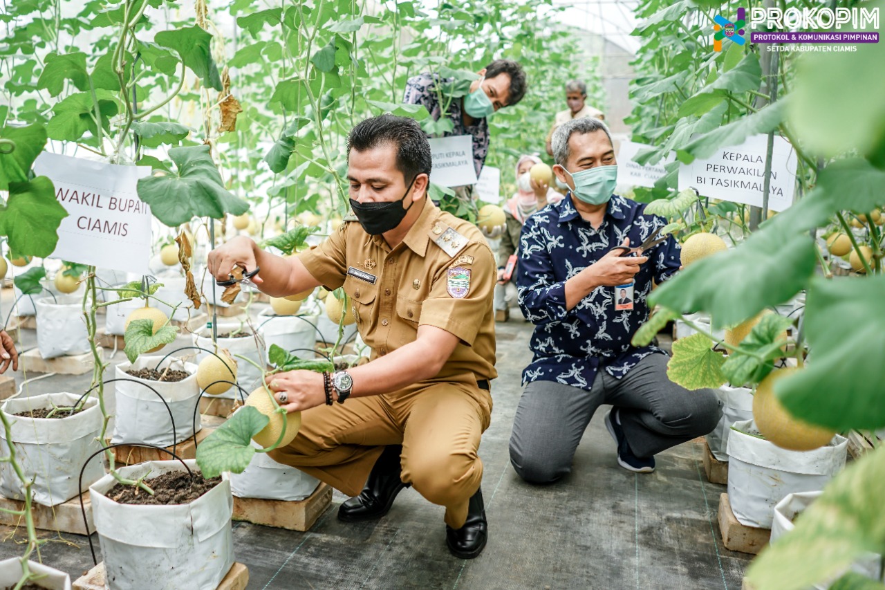 Wabup Ciamis Panen Melon Inthanon di Pesantren Banyulana